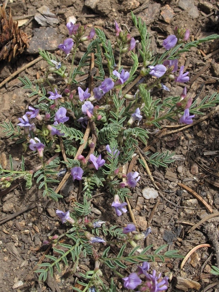 Bluepurple Milkvetch Astragalus Spp